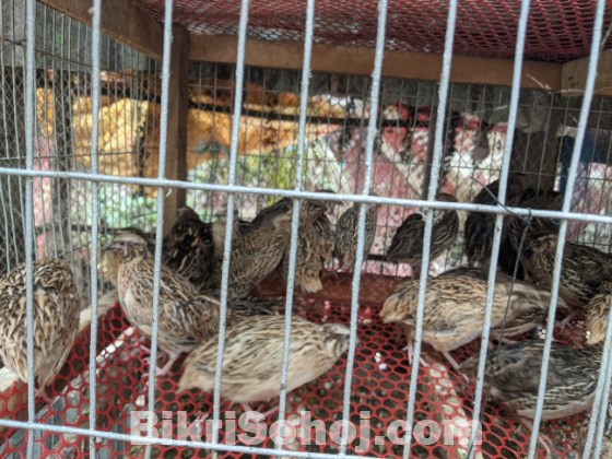 কোয়েল পুরুষ রানিং পাখি মাংসের জন্য